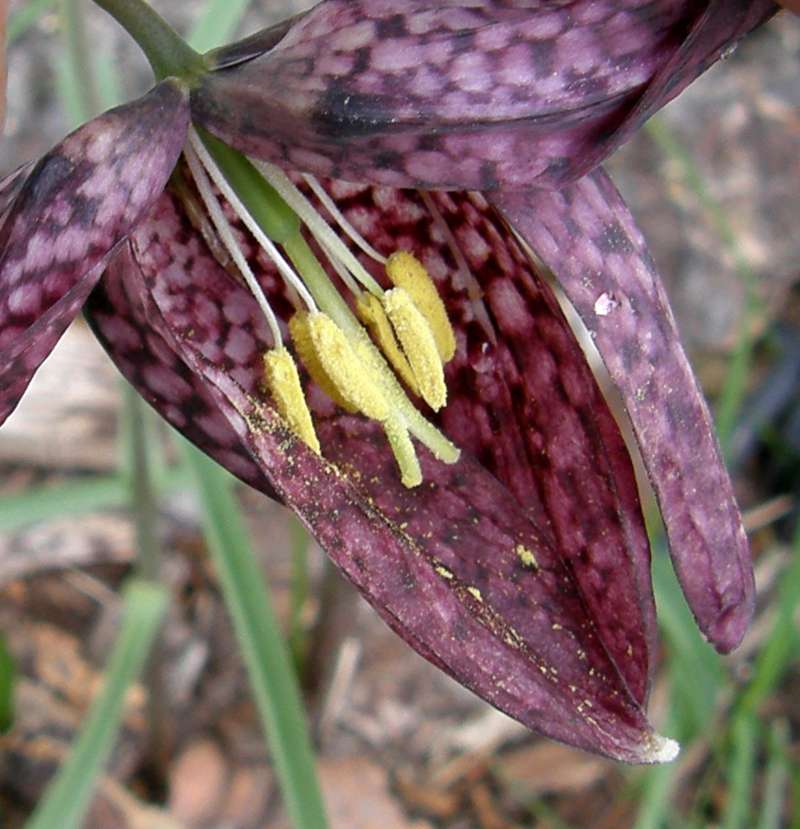 Flower - Inside Close View<br>(Location of Picture: Garden Okanogan, Wa., USA,2013)