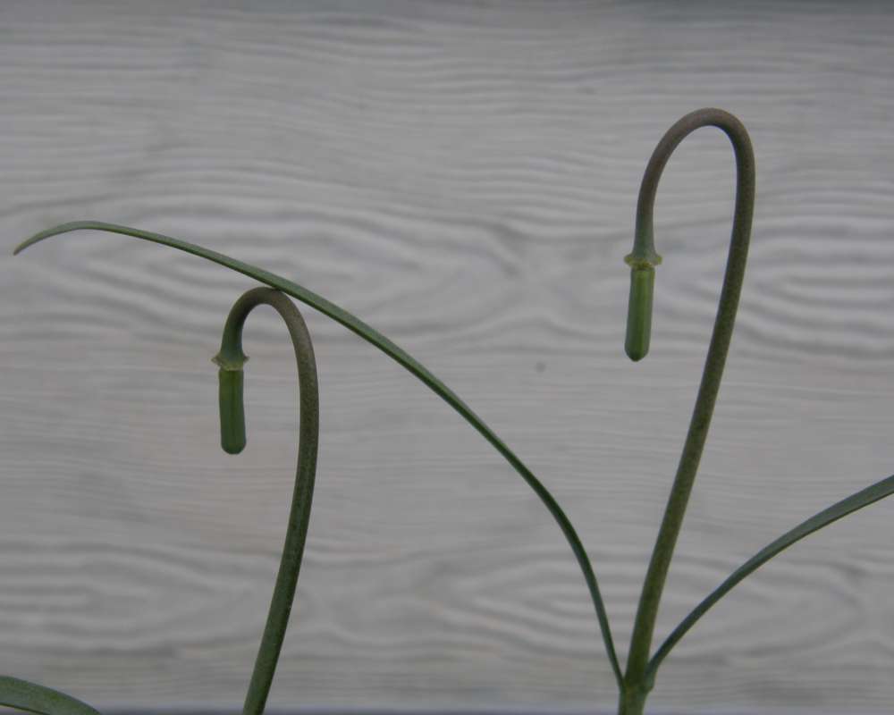 Seed Heads<br>(Location of Picture: Garden Okanogan, Wa., USA,2013)