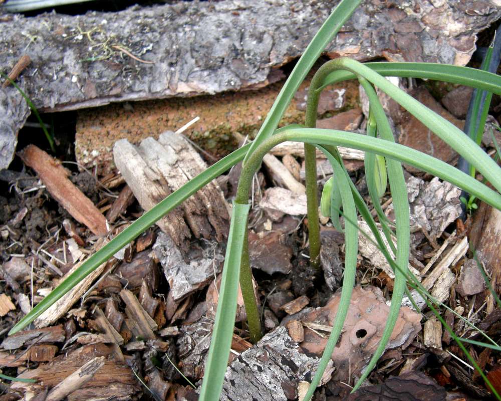 Silhouette<br>(Location of Picture: Garden Okanogan, Wa., USA,2013)