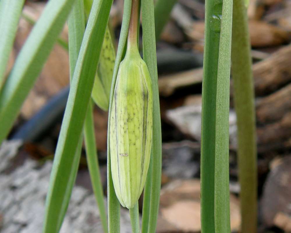 Prebloom - Flower<br>(Location of Picture: Garden Okanogan, Wa., USA,2013)