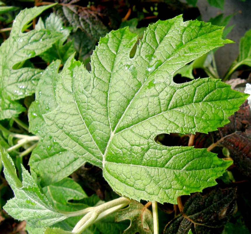 Leaf - Peegee Hybrid<br>(Location of Picture: Shady Creek Nursery, Washington)