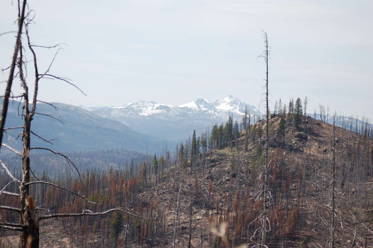 Post Burn<br>(Location of Picture: Toats Coulee, Washington, USA, 2013)