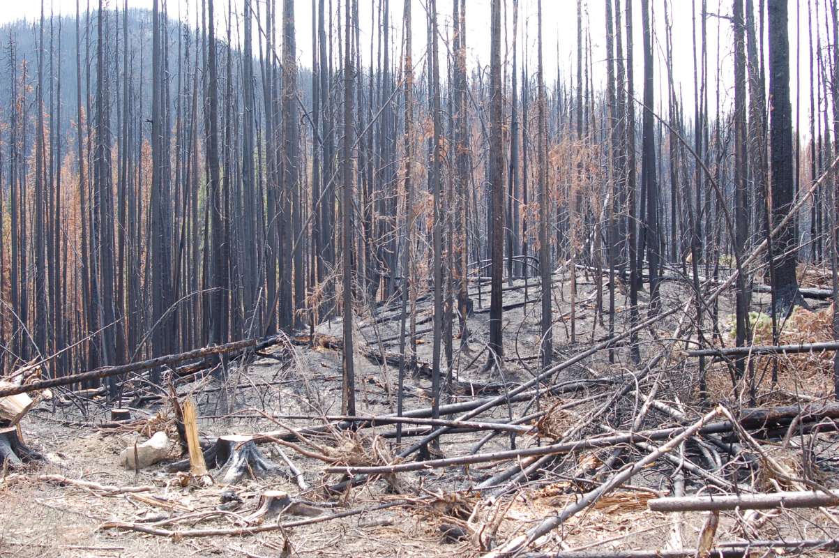 Burned Tree Stumps<br>(Location of Picture: Toats Coulee, Washington, USA, 2013)