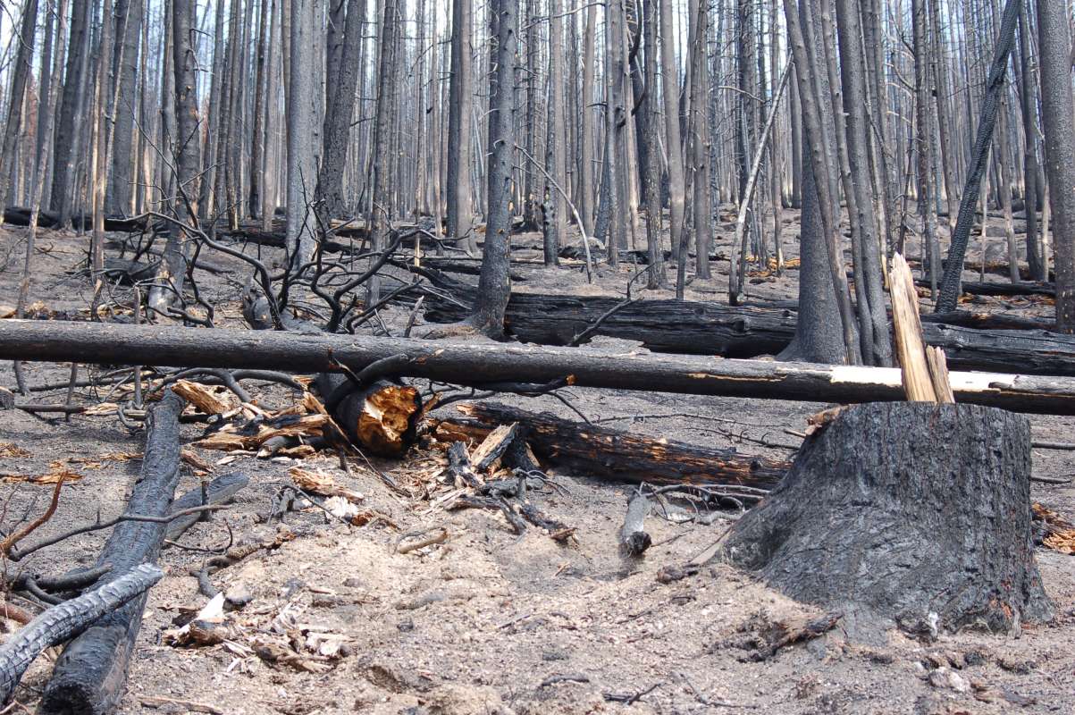 Tree - Total Loss<br>(Location of Picture: Toats Coulee, Washington, USA, 2013)