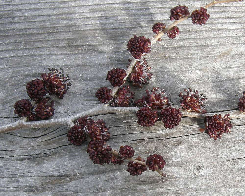 Flowers<br>(Location of Picture: Landscape Tree, Okanogan, Wa., 2013)