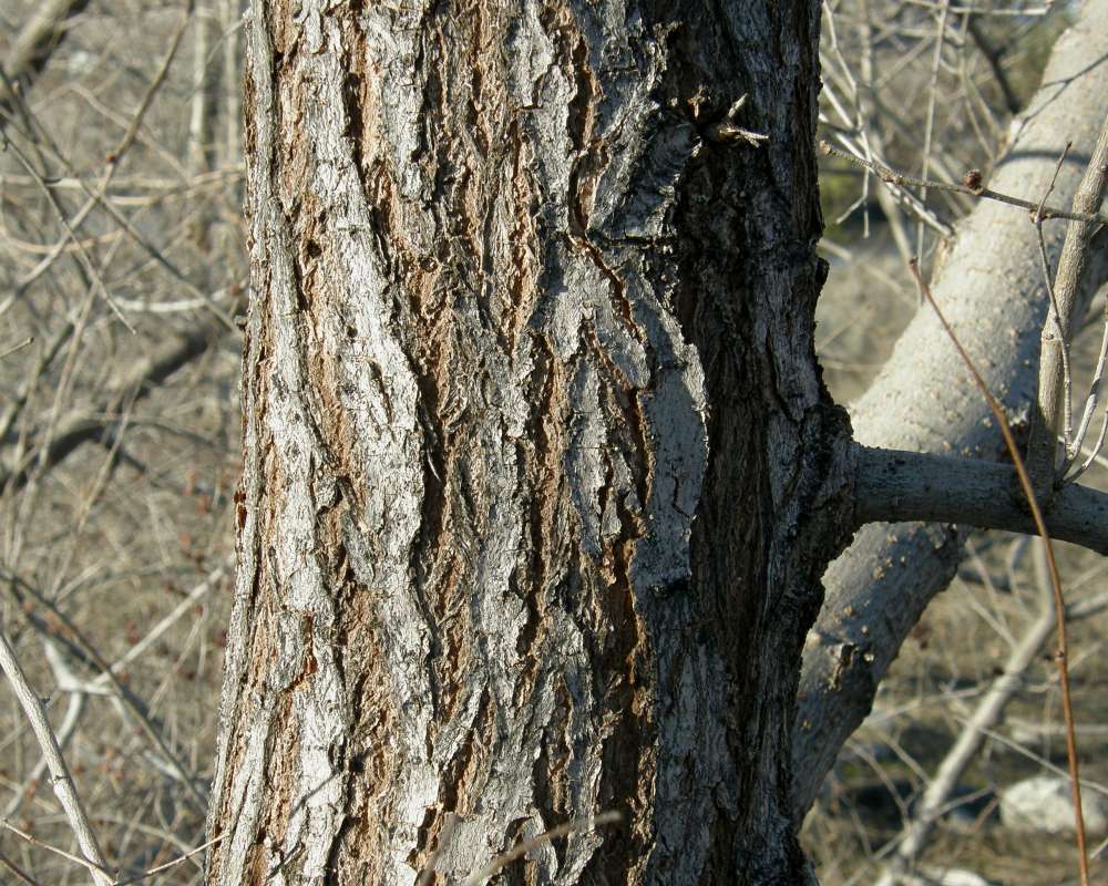 Bartk<br>(Location of Picture: Landscape Tree, Okanogan, Wa., 2013)
