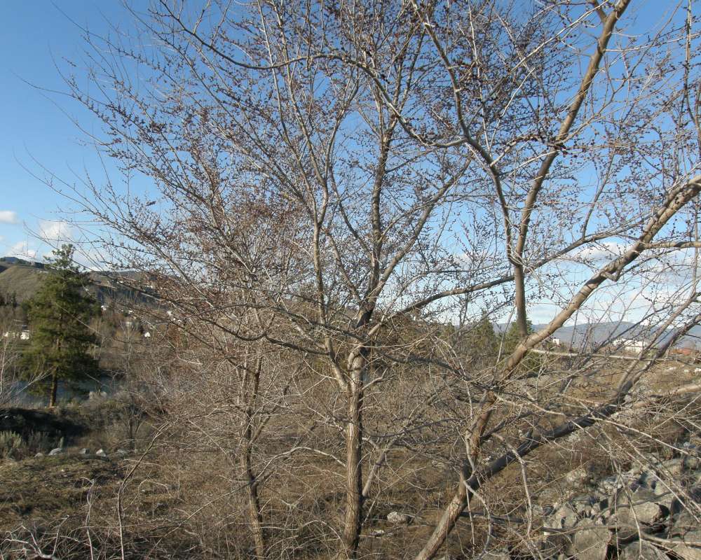 Silhouette<br>(Location of Picture: Landscape Tree, Okanogan, Wa., 2013)
