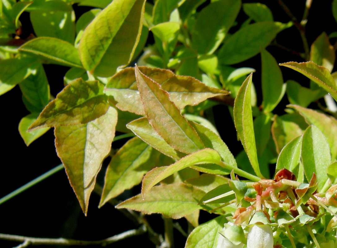 Leaves<br>(Location of Picture: Nelson's Flowrs, Wa., USA,  2013)