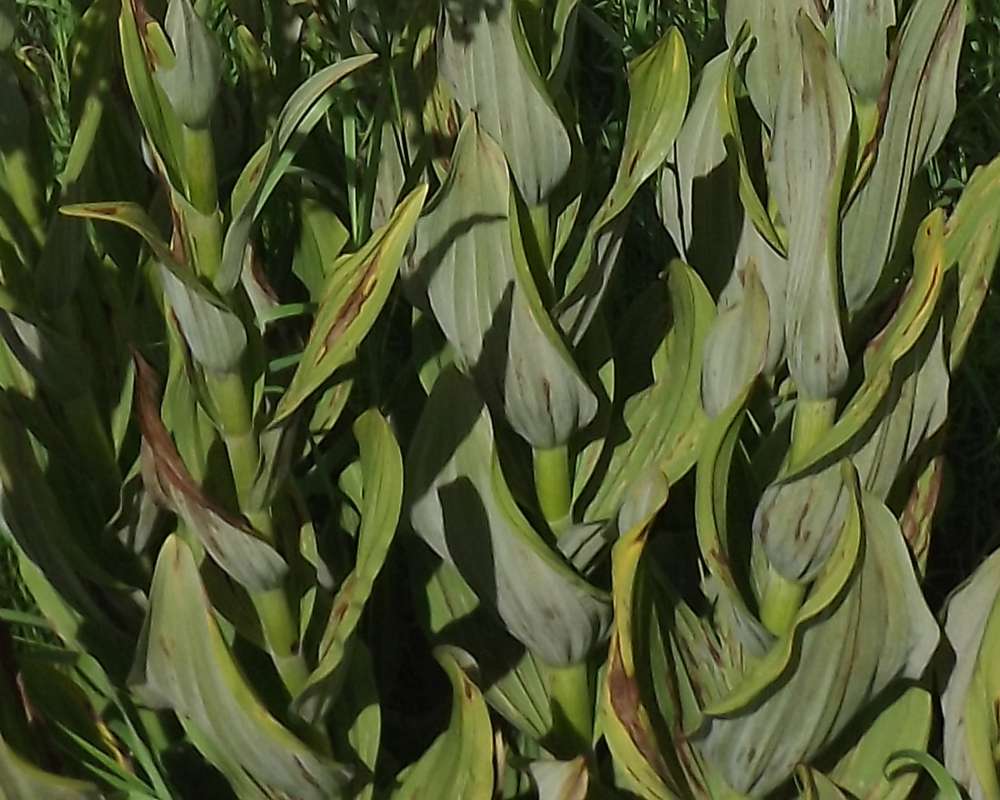 Leaves