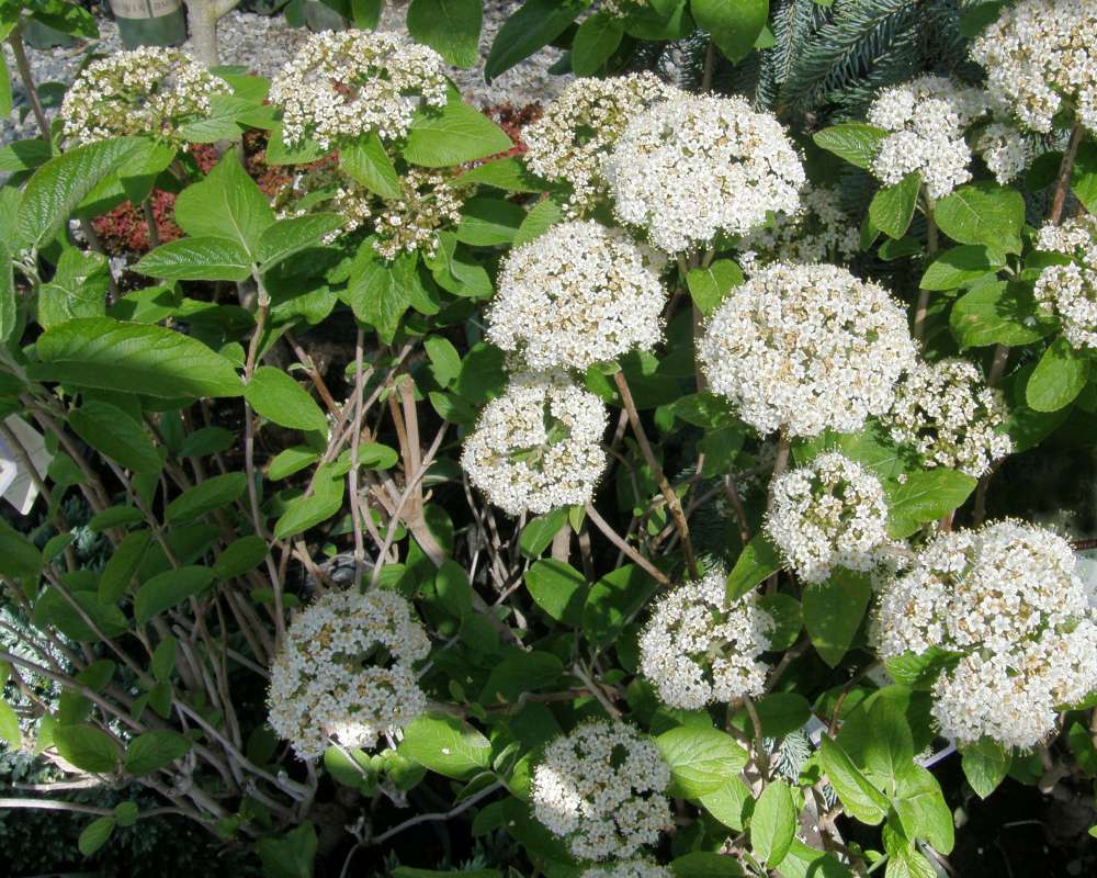Top of Plant in Bloom<br>(Location of Picture: Shady Creek Nursery, Wa., USA, '13)
