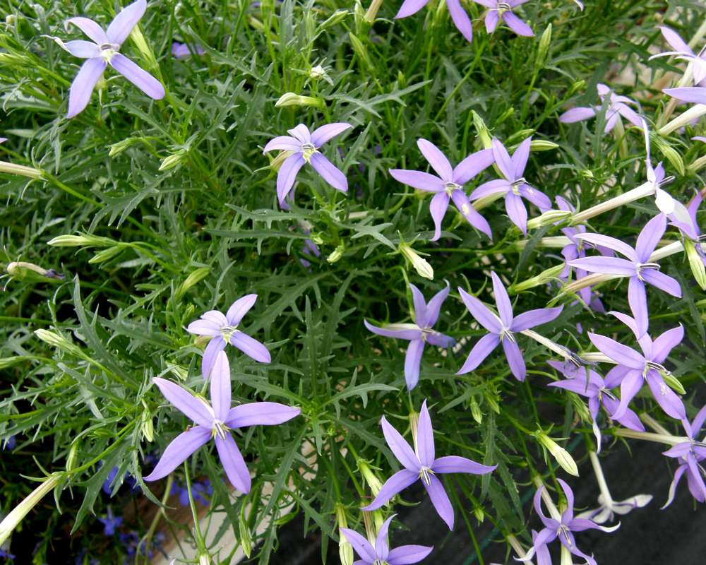 Top of Plant in Bloom