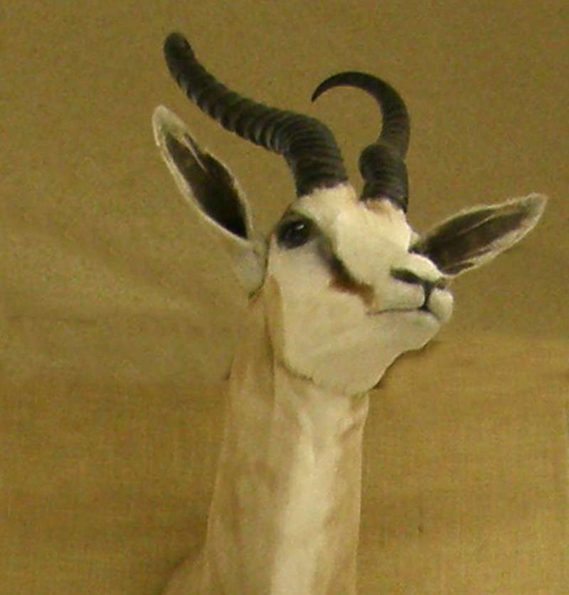 Head View - Mounted Specimen<br>(Location of Picture: Private Collection, USA, 2013)