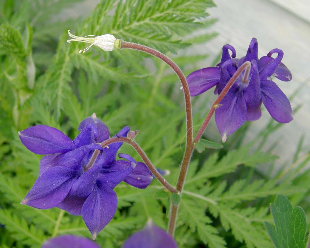 Purple Flowers - Close View<br>(Location of Picture: Garden, Okanogan, Wa., USA, 2013)