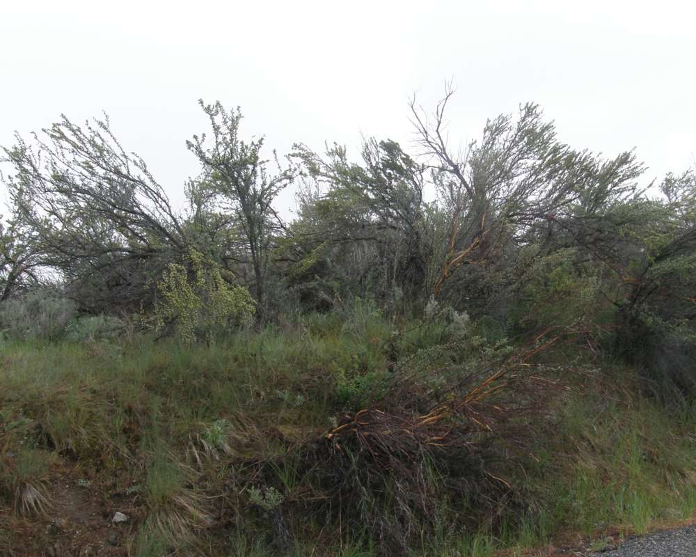 Deer or Rodent Damage<br>(Location of Picture: Leader Lake, Washington, USA, 2013)