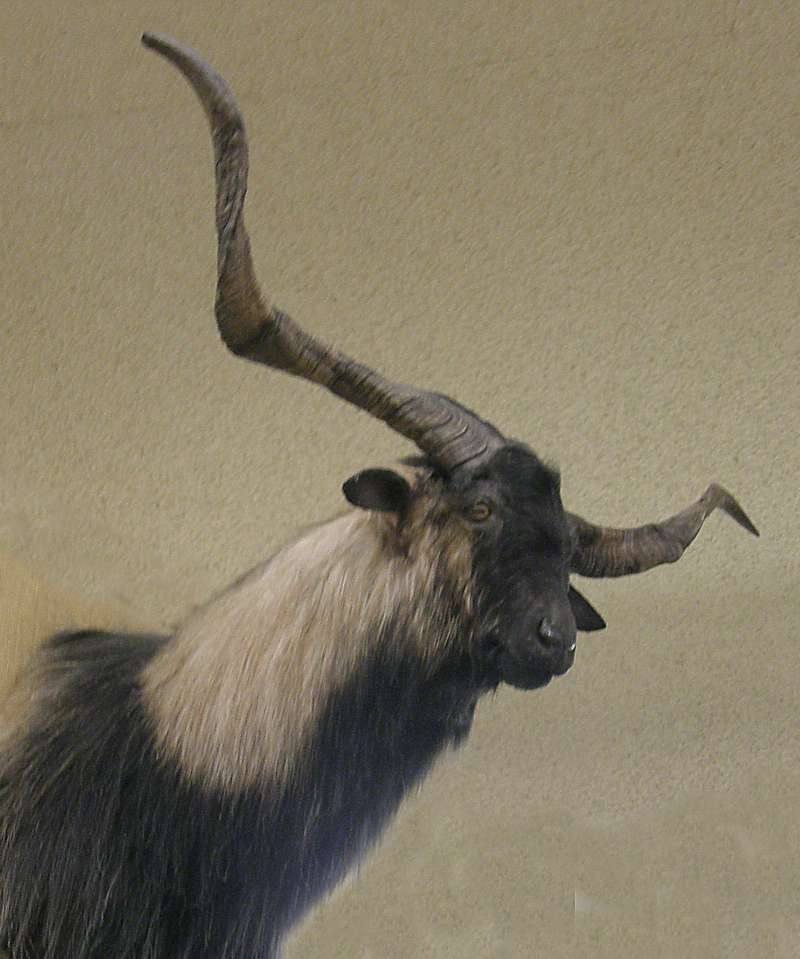 Head - Angle View - Taxidermy<br>(Location of Picture: Private Collection, USA, 2013)