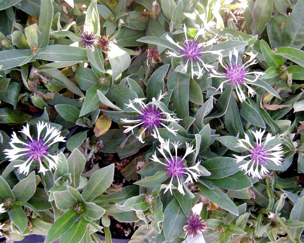 Garden View<br>(Location of Picture: Shady Creek Nursery, Wa., USA, 2013)