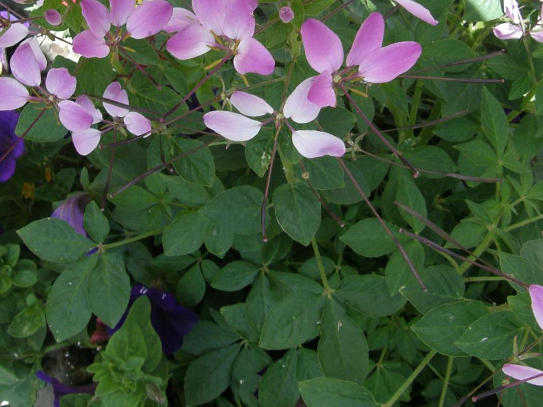 Leaves<br>(Location of Picture: Shady Creek Nursery, Wa, USA, 2013)