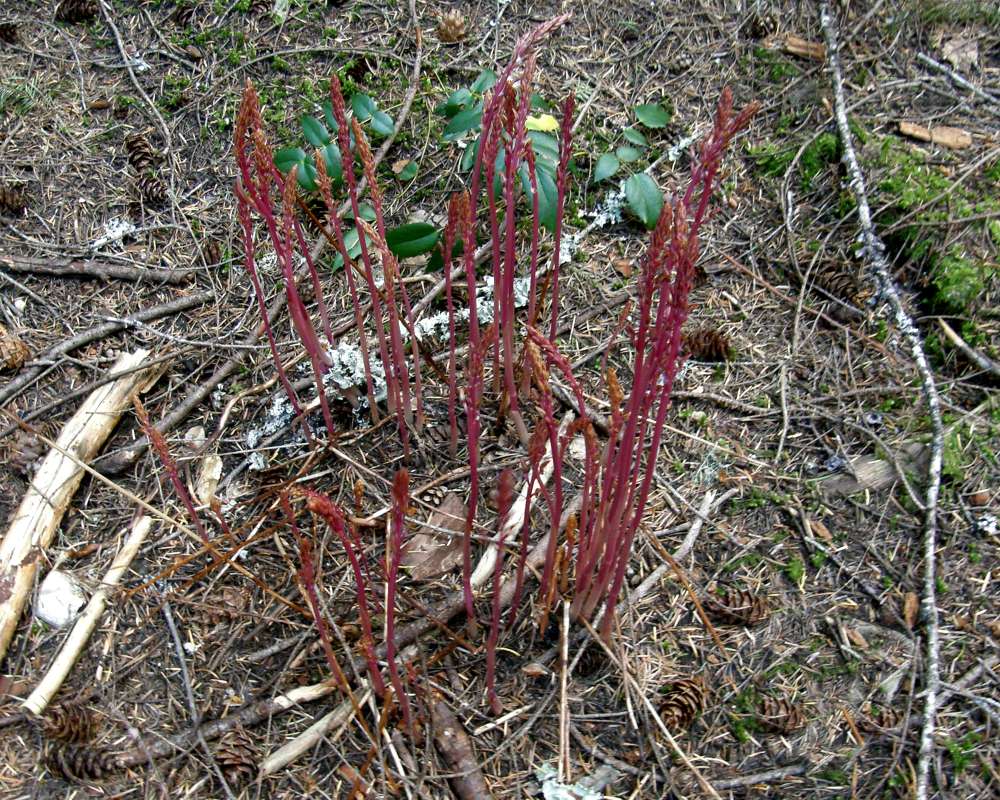 Habitat View<br>(Location of Picture: Happy Creek, Wa., USA, 2013)