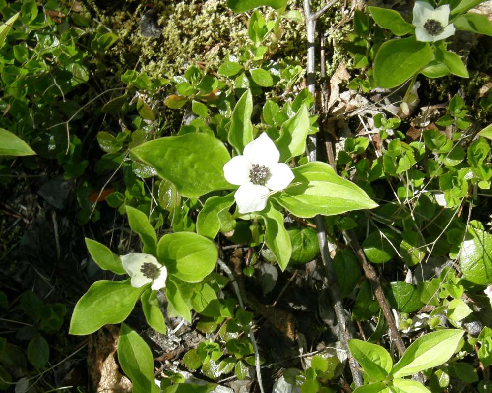 Habitat View<br>(Location of Picture: Washington, USA, 2013)