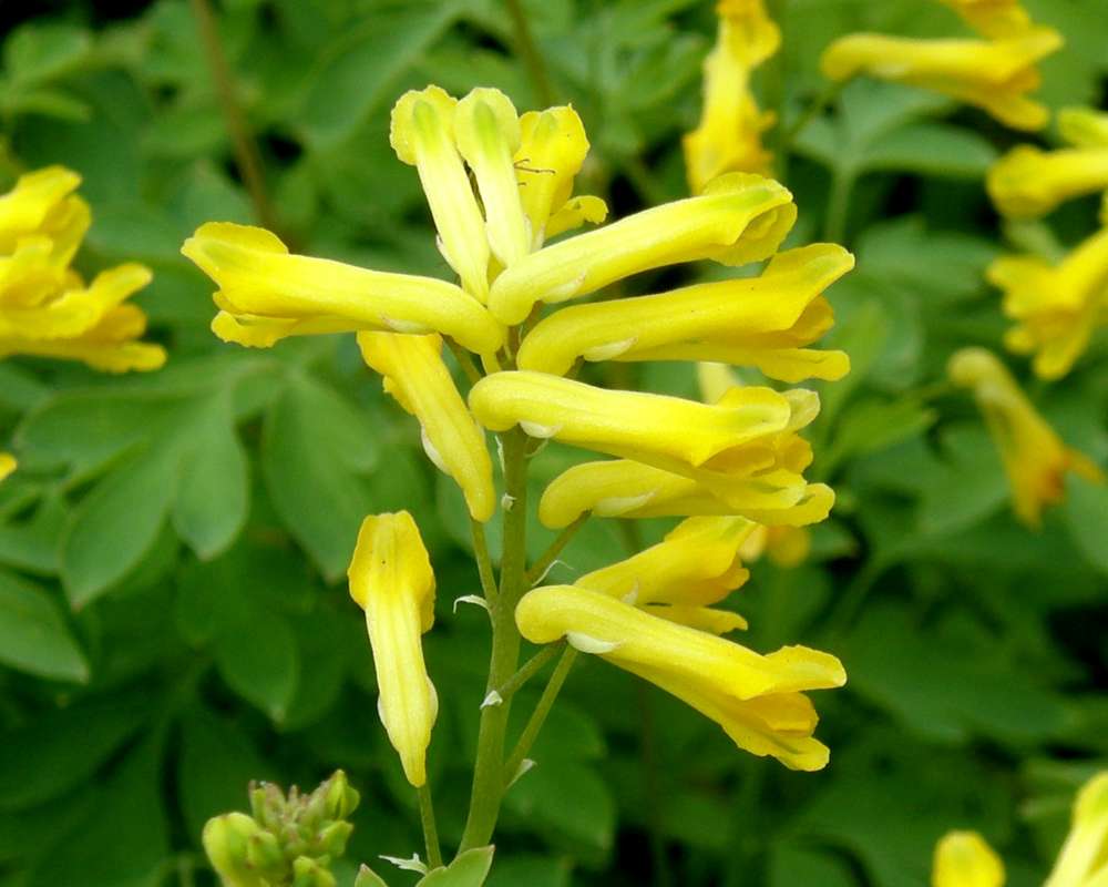 Flowers - Close View<br>(Location of Picture: Riverside, Washington, USA, 2013)