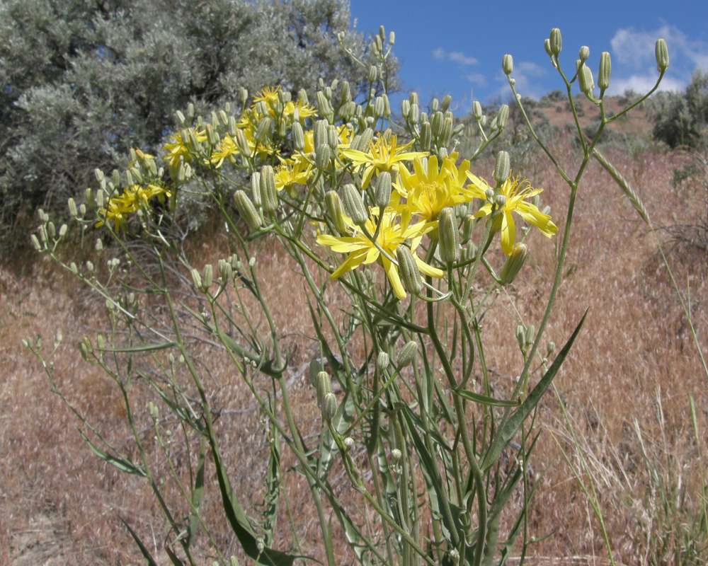 Top of Plant in Bloom<br>(Location of Picture: Near Columbia River, Wa., USA, '13)