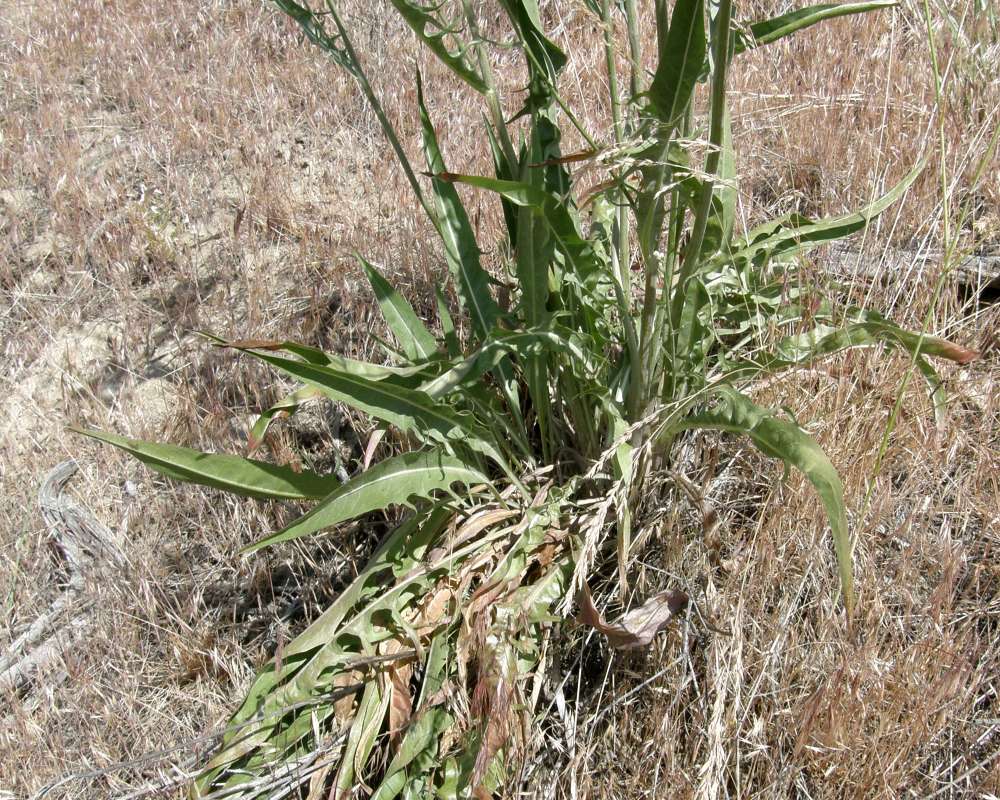 Basal Leaves<br>(Location of Picture: Near Columbia River, Wa., USA, '13)