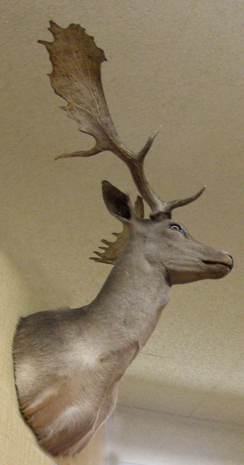 View of Antlers<br>(Location of Picture: Private Collection)