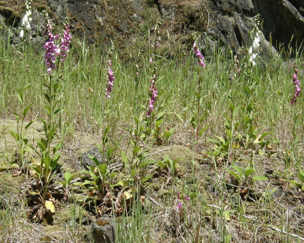 Habitat View<br>(Location of Picture: Rockport, Wa, USA, 2013)