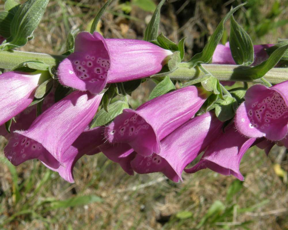 Flowers - Side View - Close<br>(Location of Picture: Rockport, Wa, USA, 2013)