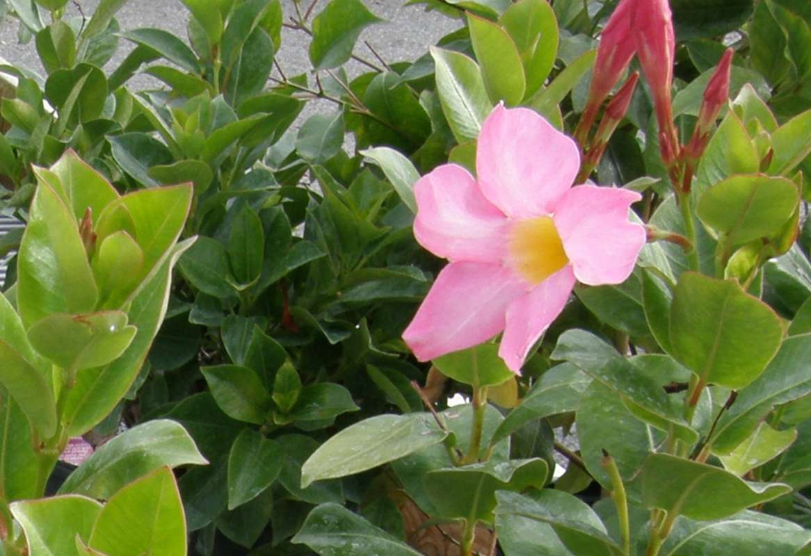 Flower - Angle View<br>(Location of Picture: Commercial, Washington, USA, 2013)
