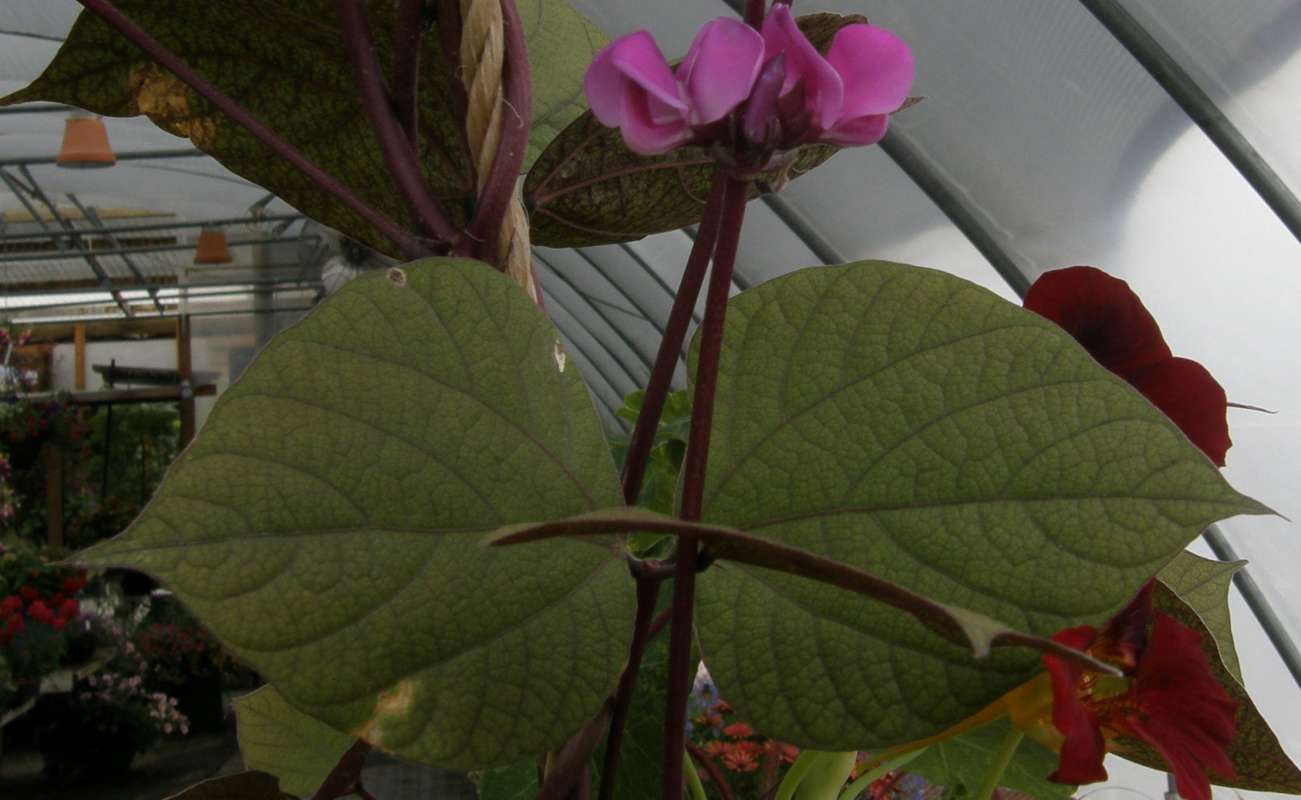 Leaves<br>(Location of Picture: Commercial, Washington, USA, 2013)