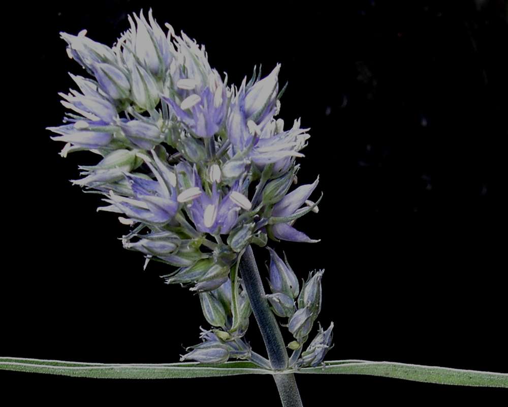 Top of Plant in Bloom<br>(Location of Picture: Leader Lake, Wa., USA, 2013)