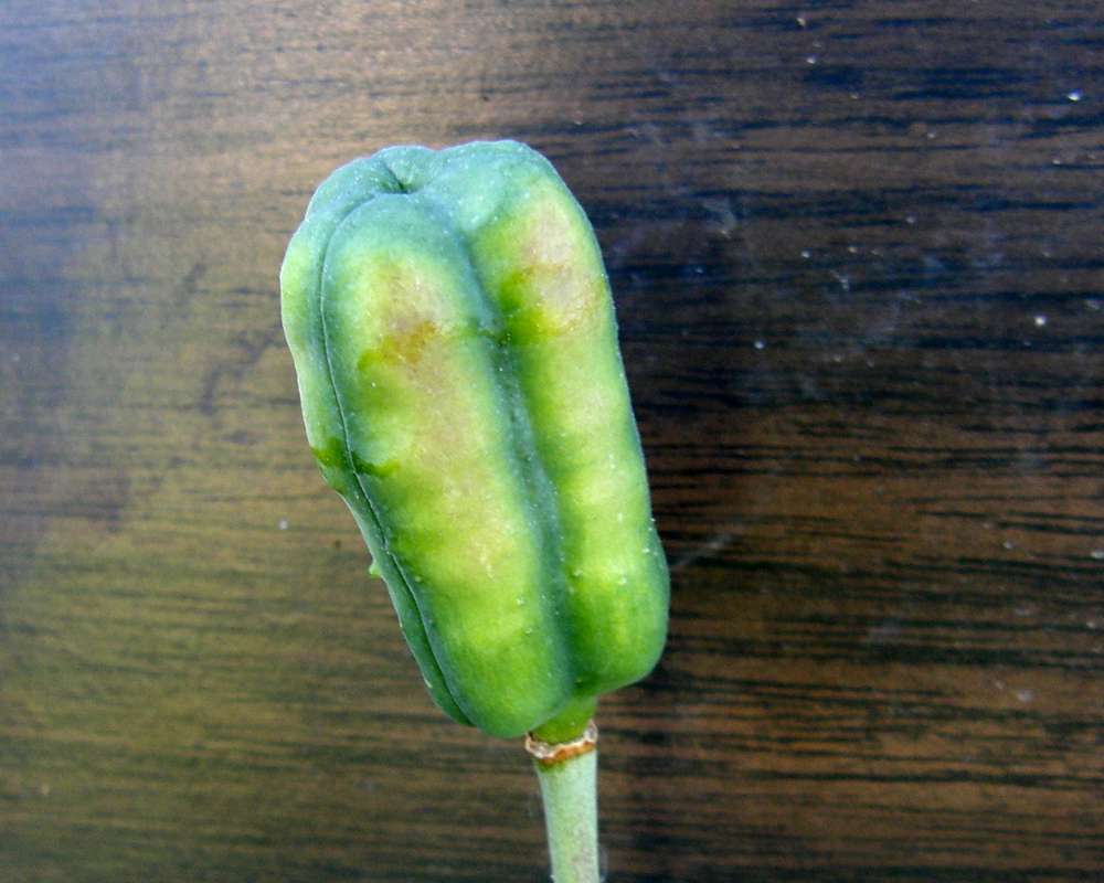 Seed Pod<br>(Location of Picture: Garden Okanogan, Wa., USA,2013)