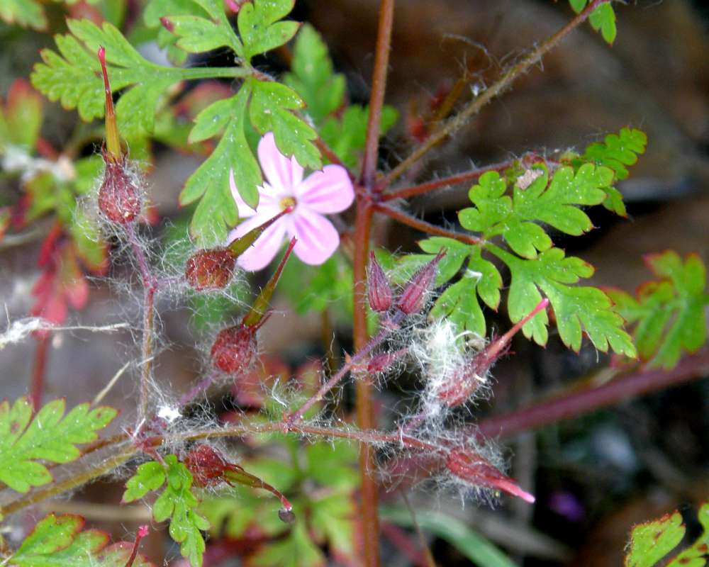 Seed Pods<br>(Location of Picture: Concrete, Washington, USA, 2013)