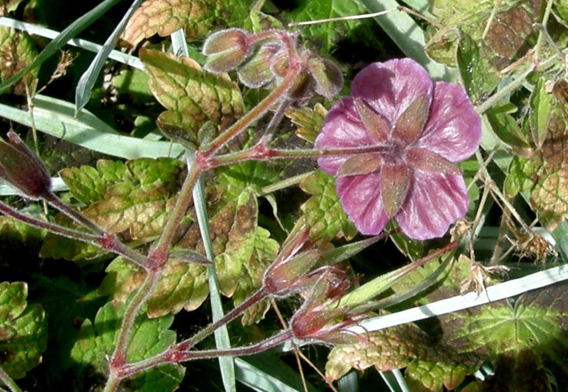 Flower - Rear View<br>(Location of Picture: Baker's Acres, Wa., USA, 2013)