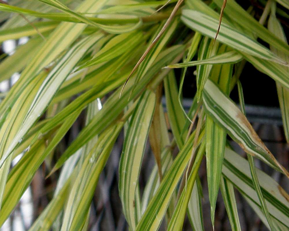 Leaves - Close View<br>(Location of Picture: Shady Creek Nursery, Wa, USA, 2013)
