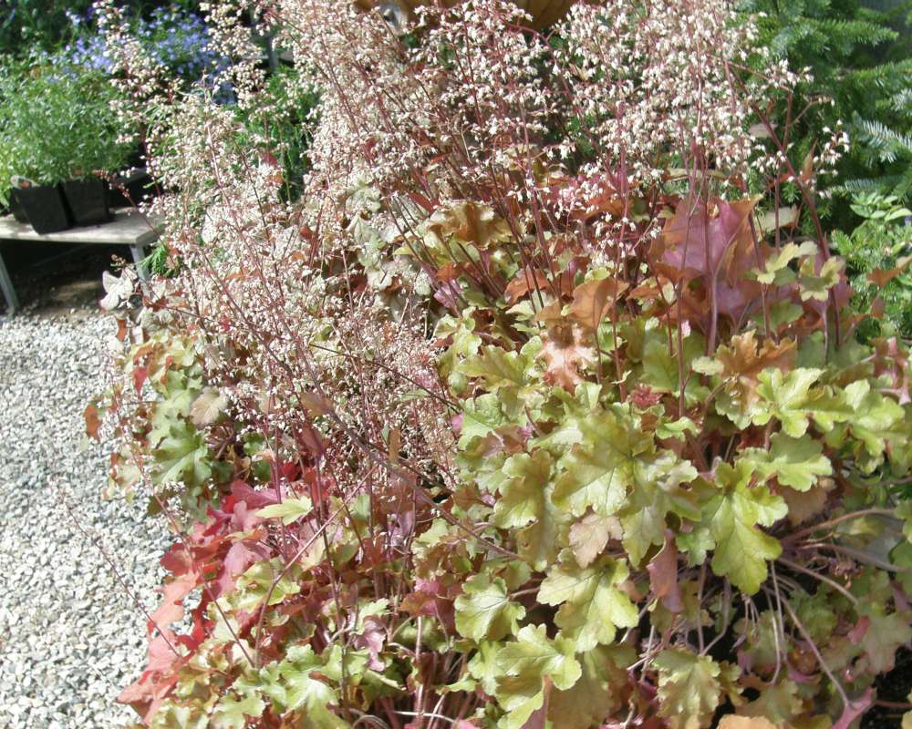 Garden View<br>(Location of Picture: Commerical,  Washington, USA, 2013)