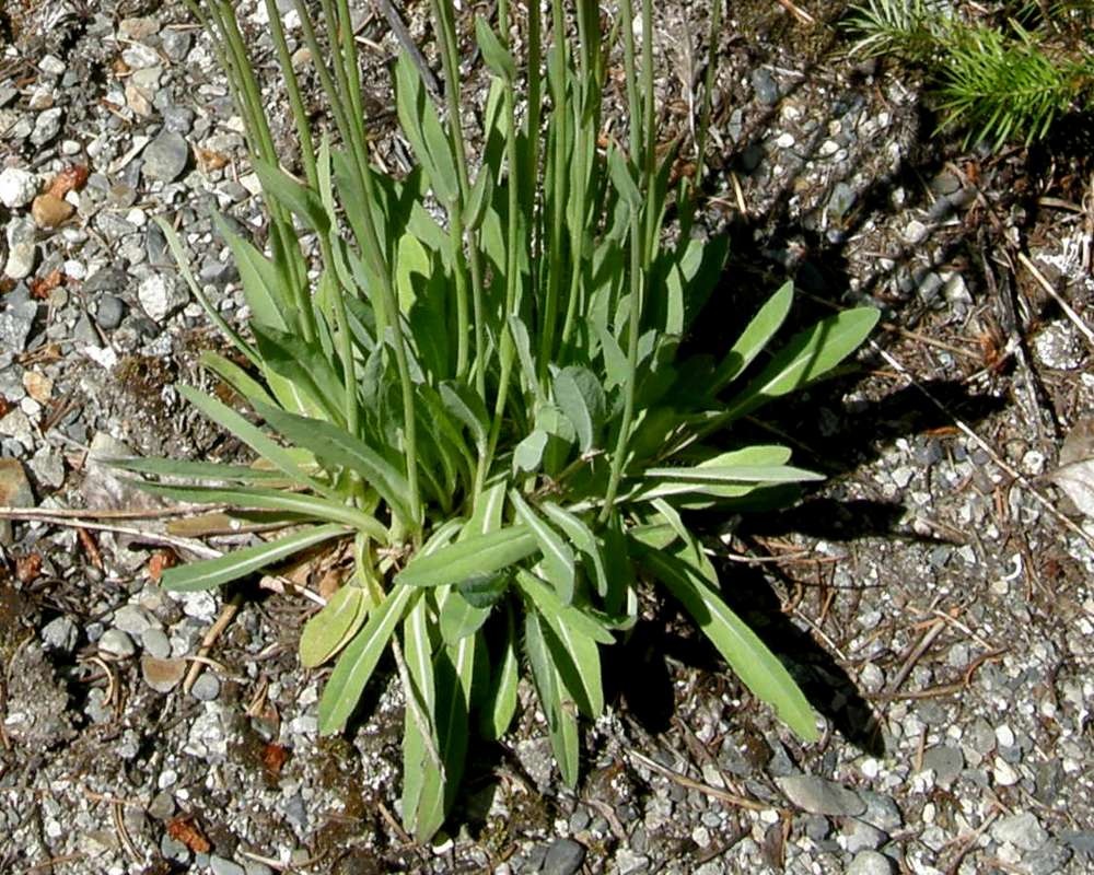 Basal Leaves<br>(Location of Picture: Rockport, Wa, USA, 2013)