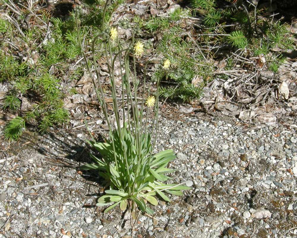 Sihouette<br>(Location of Picture: Rockport, Wa, USA, 2013)