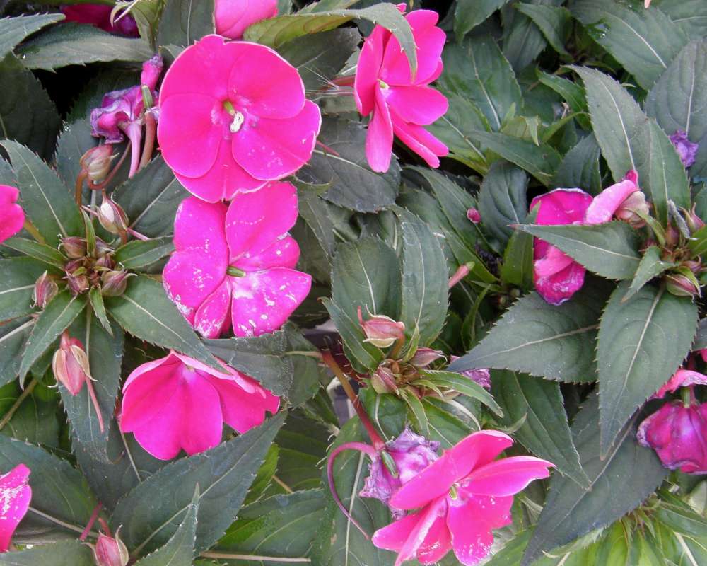 Top of Plant in Bloom - Pink Flowers and Leaves<br>(Location of Picture: Shady Creek Nursery, Wa., USA, 2013)