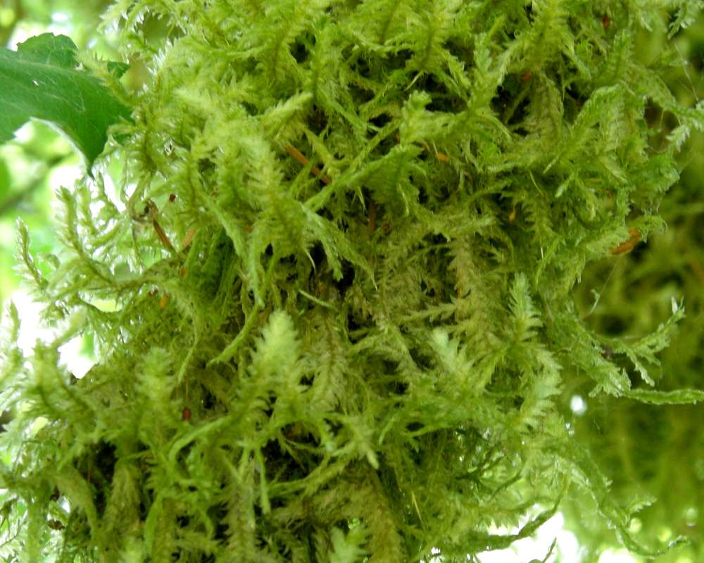 Close View of Moss<br>(Location of Picture: Rockport, Wa., USA, 2013)