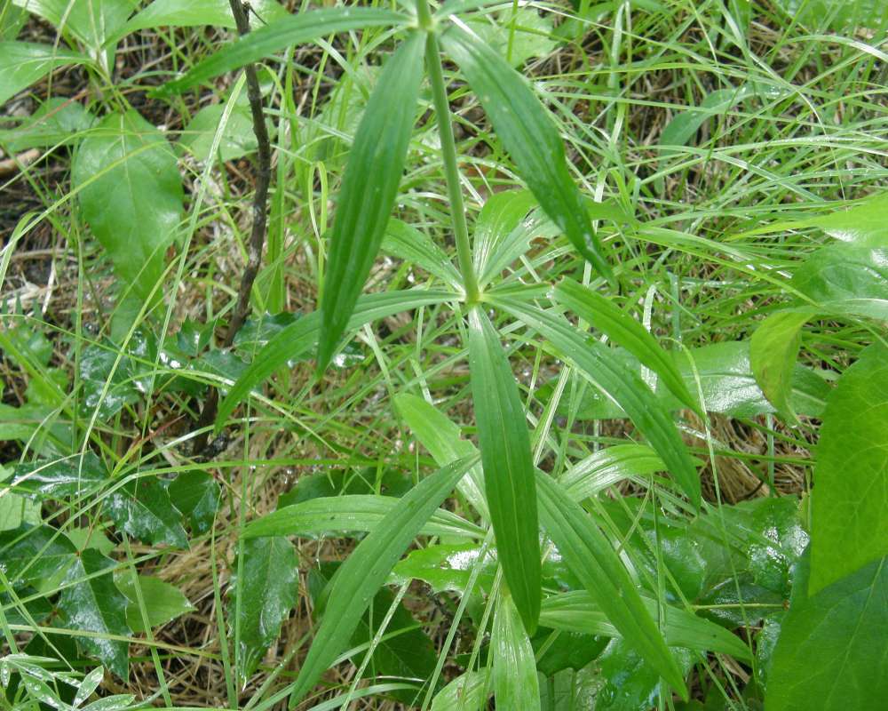 Stem and Leaves<br>(Location of Picture: Conconully, Washington, USA, 2013)