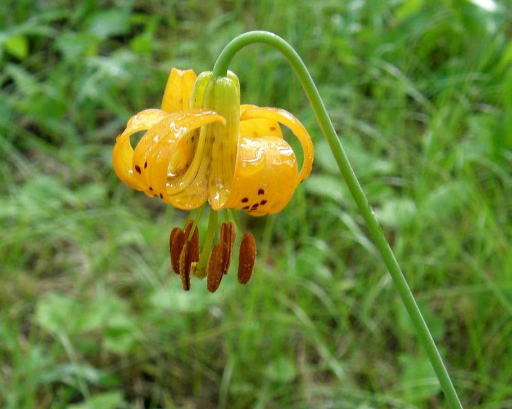 Flower Side<br>(Location of Picture: Conconully, Washington, USA, 2013)