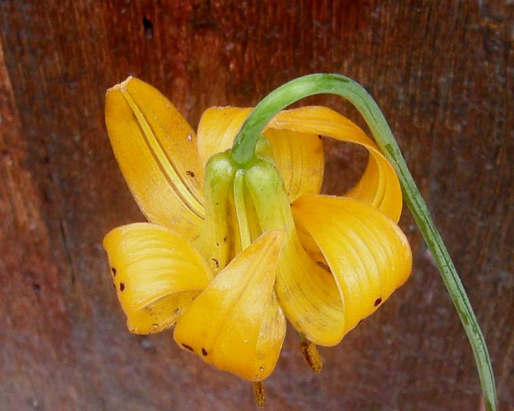 Flower - Rear View<br>(Location of Picture: Conconully, Washington, USA, 2013)