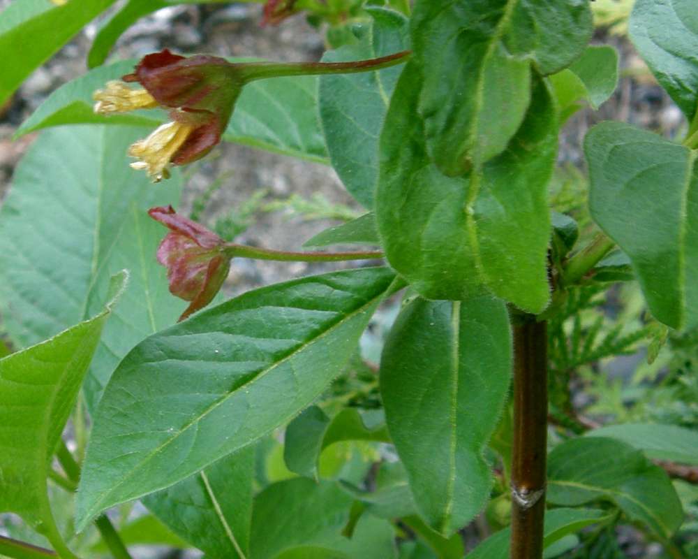 Flower Side<br>(Location of Picture: Rockport, Washington, USA, 2013)