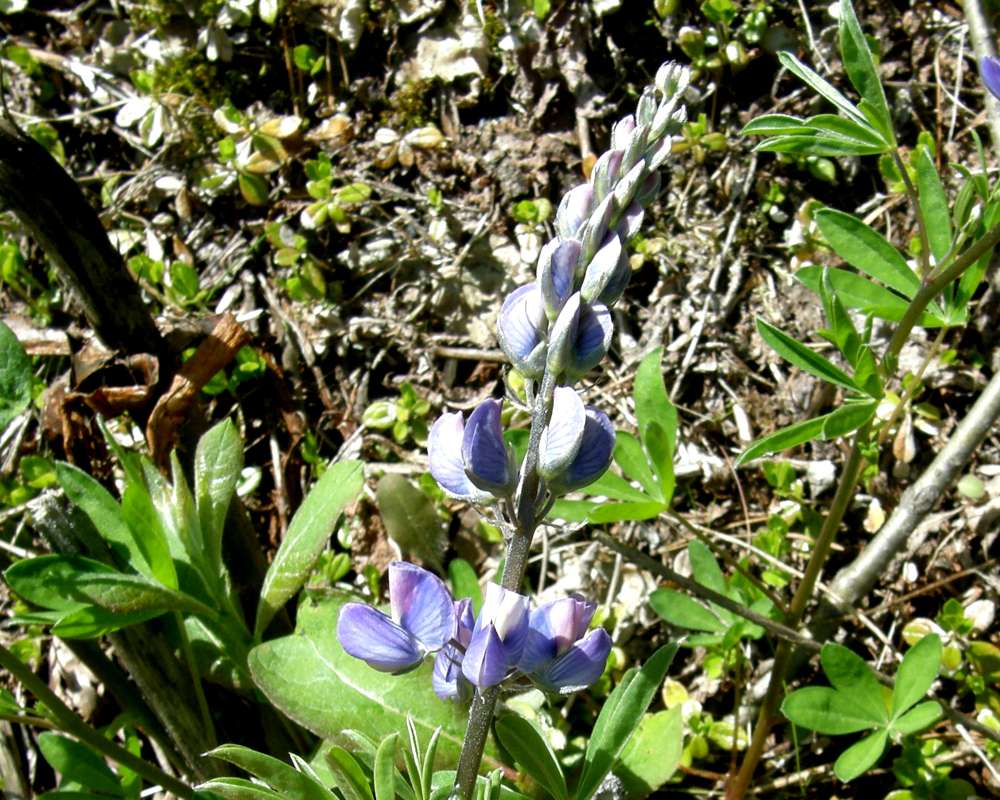 Flower Raceme<br>(Location of Picture: Rainy Pass, Washington, USA, 2013)
