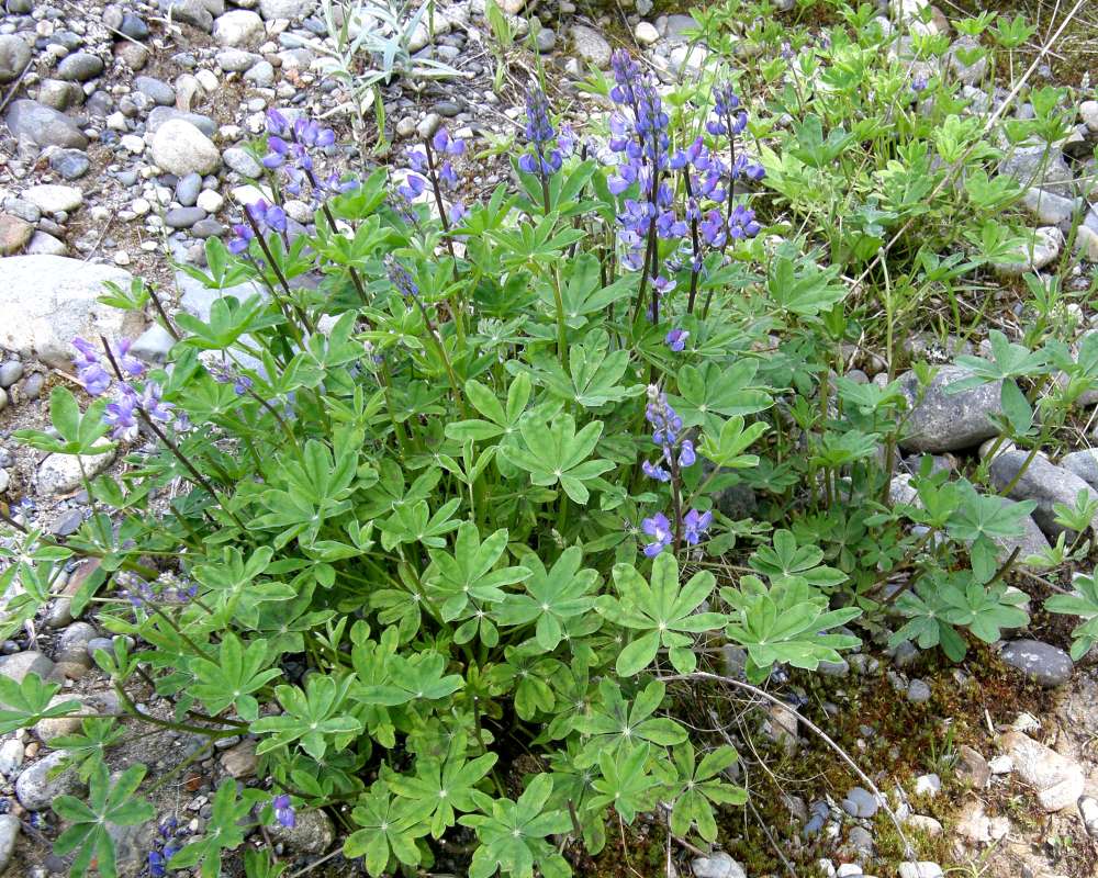Silhouette<br>(Location of Picture: Rainy Pass, Washington, USA, 2013)