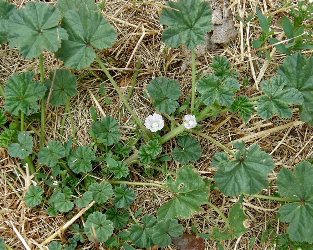 Silhoutte<br>(Location of Picture: Okanogan, Wa., USA, 2013)