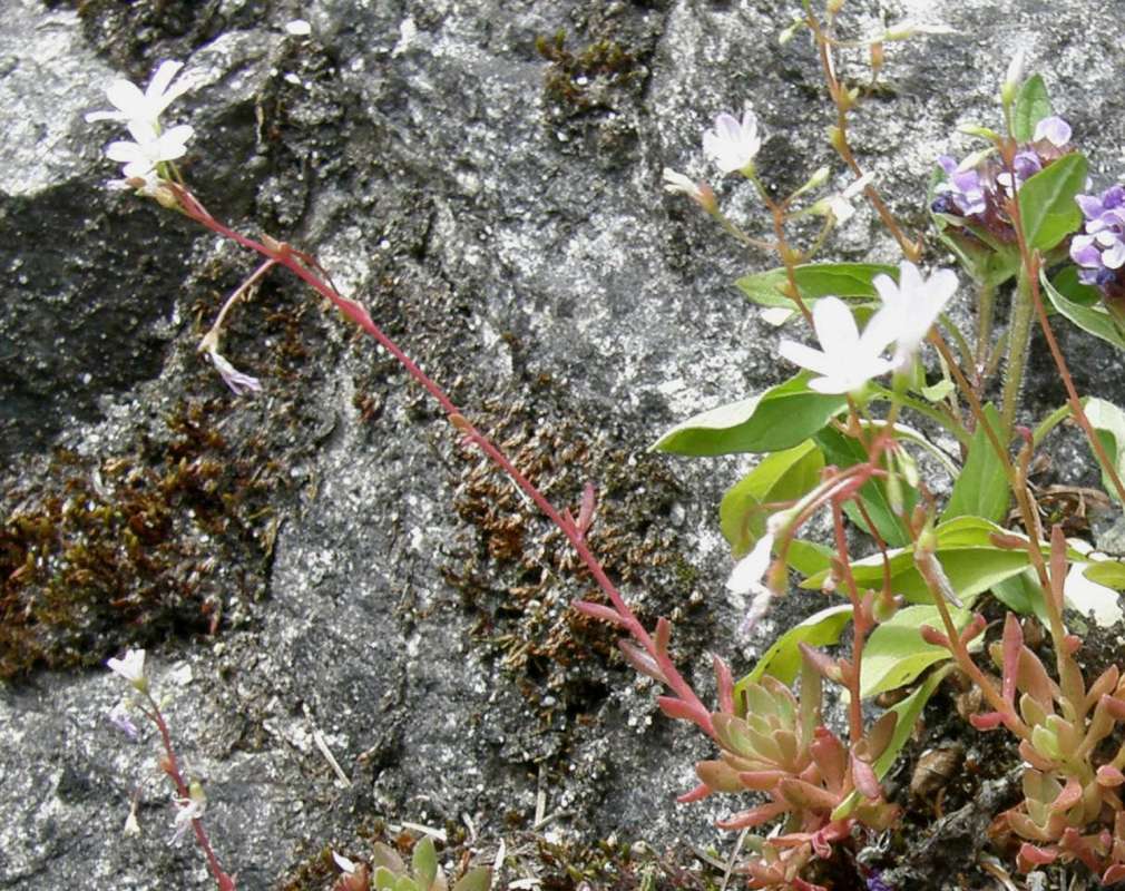 Silhoutee<br>(Location of Picture: Diablo Dam, Washington, USA, 2013)