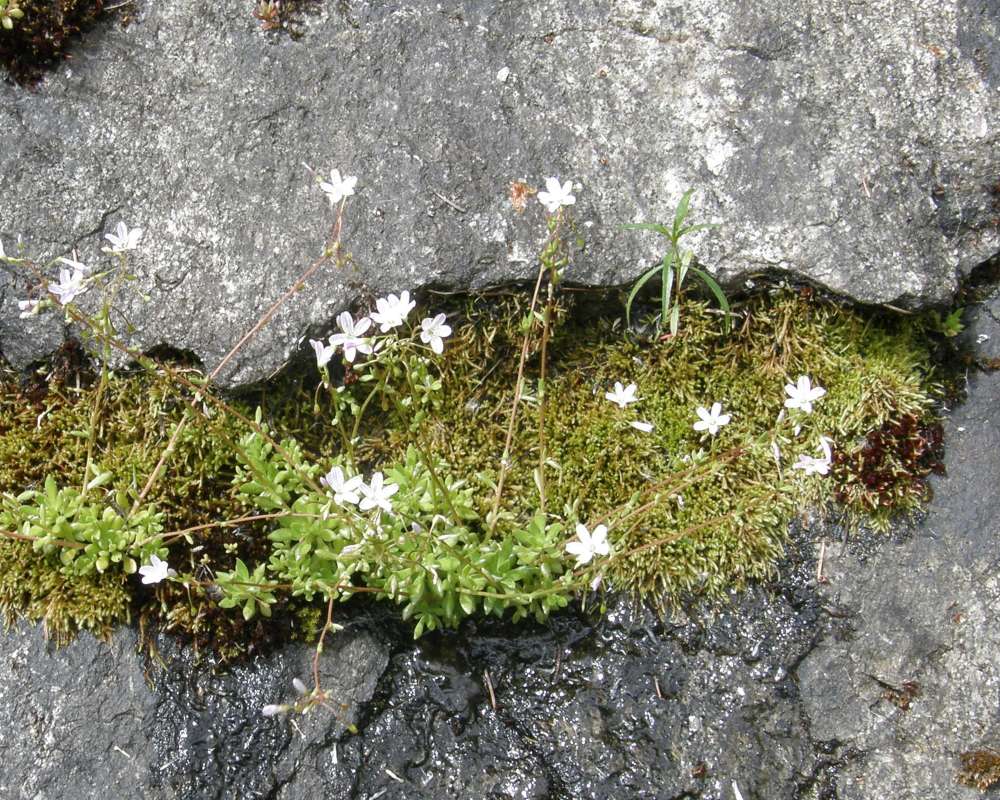 Habitat View<br>(Location of Picture: Diablo Dam, Washington, USA, 2013)